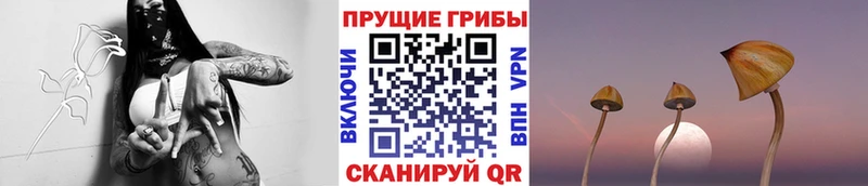 Купить  Белоозёрский  Псилоцибиновые грибы ЛСД 